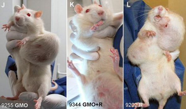 Rat-Tumor-Monsanto-GMO-Cancer-Study-3-Wide2