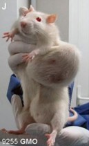 rat specimen J