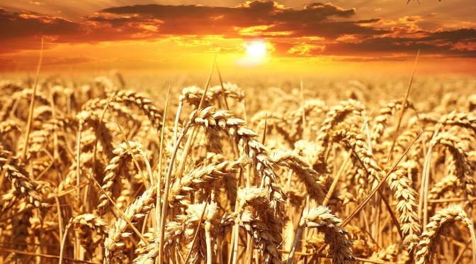 The Real Reason Wheat is Toxic (it’s not the gluten)