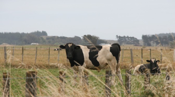 Dairy access stalled as TPP talks get more serious … NZ Herald