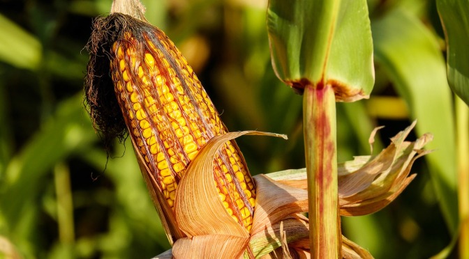 The Alarming Truths About Genetically Modified Foods