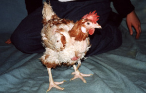 Chicken from Mainland Poultry farm