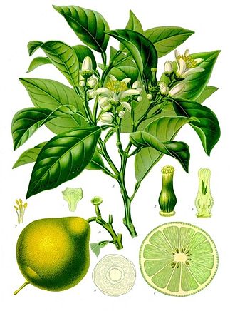 Citrus_bergamia_-_Köhler–s_Medizinal-Pflanzen-184.jpg