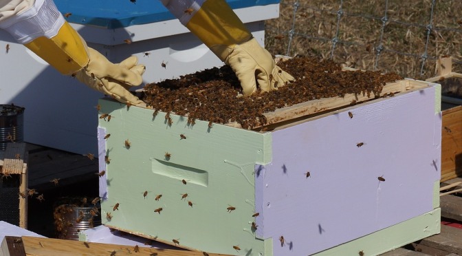 Battle of the bees between manuka honey giant Comvita and Northland beekeepers