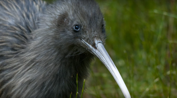 DoC’s own records show that 100s of Kiwi are being killed in 1080 poisoned habitats