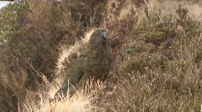 The Kea are nearly all gone thanks to 1080