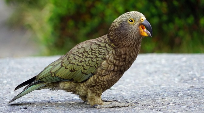 Despite high rates of abandonment and failure of previously monitored kea nests the Kea Conservation Trust plans to continue