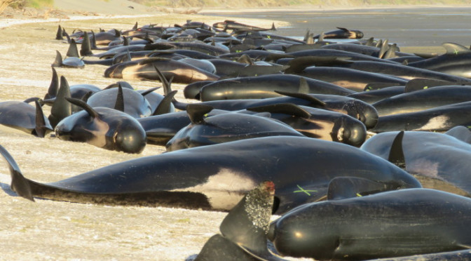 More recent whale strandings around NZ & the Chathams & what mainstream isn’t telling you
