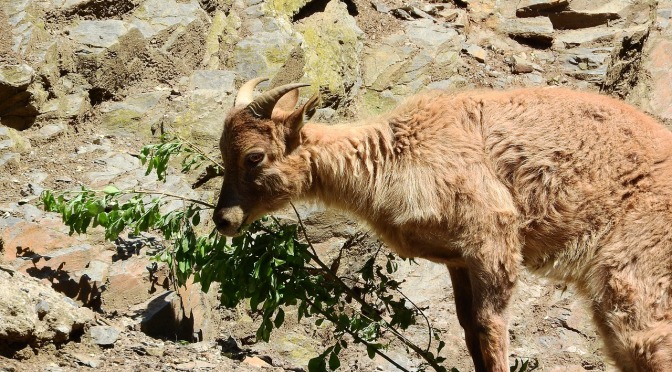 Baby Tahr left to die of cold & starvation as Sth Island cull gets under way, right on calving