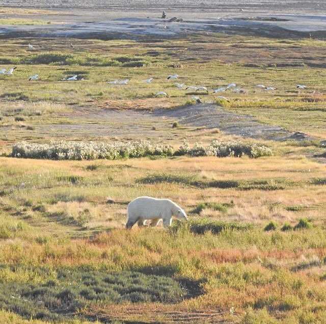 Polar bear Aug 2017 near area where June 19 2018 bear was spotted Gordy Kidlapik