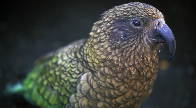 A NZ heli-hunter of 47 years has observed that none of the once-prolific pre-1080-drop Kea are left in Hollyford & Clinton Vllys Fiordland