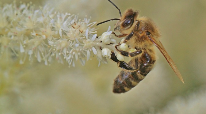 France Becomes The First Country To Ban All Five Pesticides Linked To Bee Deaths