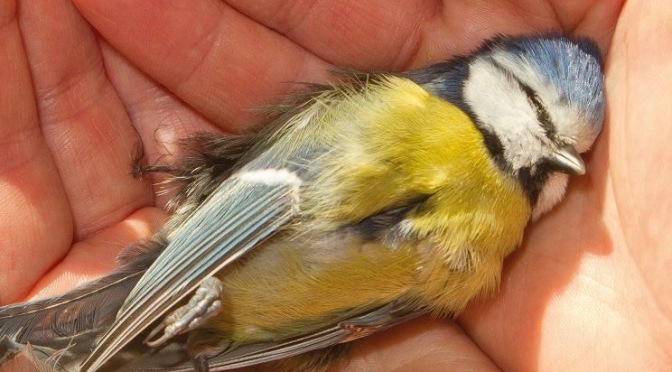 Dead Bird Nests Contain 36 Different Pesticides, Including DDT