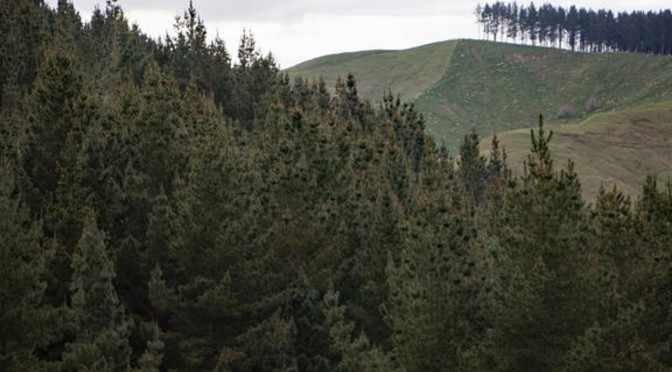 Forestry companies buying vast amounts of New Zealand’s land