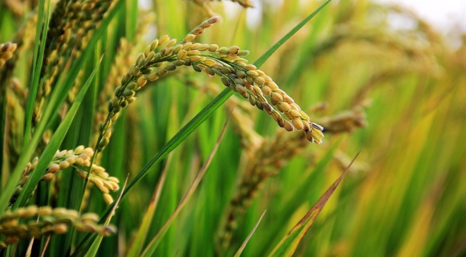 The “Golden Rice” Hoax – When Public Relations replaces Science – By Vandana Shiva