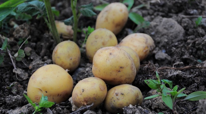 Growing potatoes (Wally Richards)