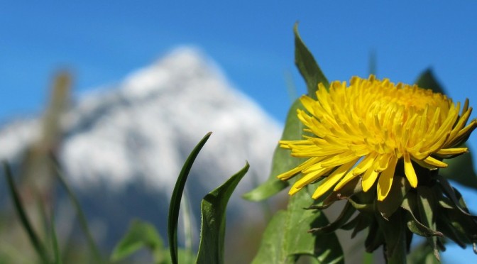 How To Grow And Harvest Dandelions (more nutritious than most fruits & veg you buy)