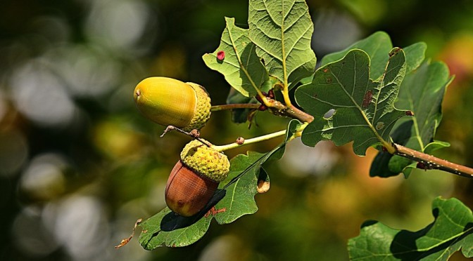 How to forage, store and cook acorns