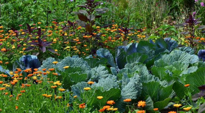Use This Companion Planting Chart to Help Your Garden Thrive