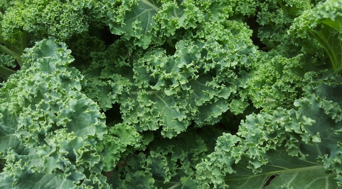An Easy Beginner’s Guide to Growing Kale