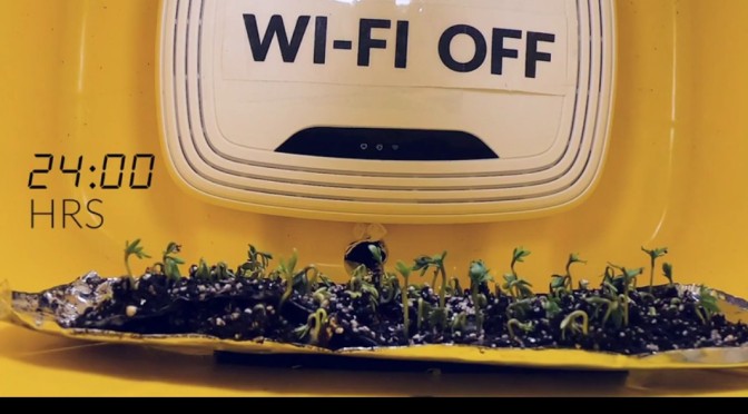 Students test what happens when plants are exposed to radiation emitted by a WiFi router