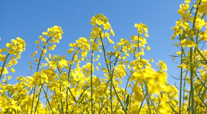 Canola the new margarine is made with a gasoline constituent – throw it all out