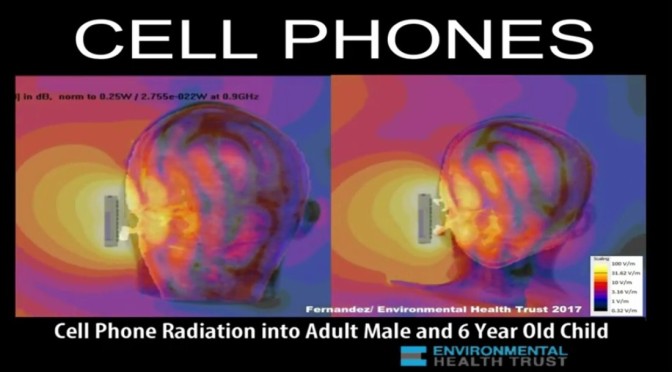 Cell phone radiation penetrates deeper and more intensely into children’s brains and bodies than into adults’