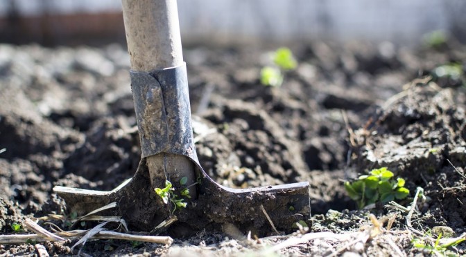 GARDENING: THE IMPORTANCE OF CALCIUM IN YOUR SOIL (Wally Richards)