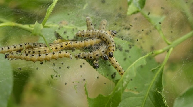 caterpillars eating leaves