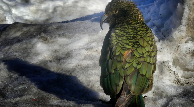 DOC admits to their recent killing of Kea in 1080 drop (note, killing NZ’s native birds with 1080 is not new)