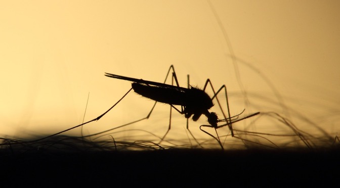 HOW SCIENTISTS TRICKED MOSQUITOES INTO DELIVERING VACCINES TO HUMANS