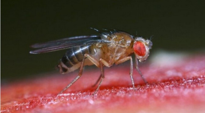 Company Genetically Engineers Fruit Flies To Be “Biofactories” For Fake Meat Production