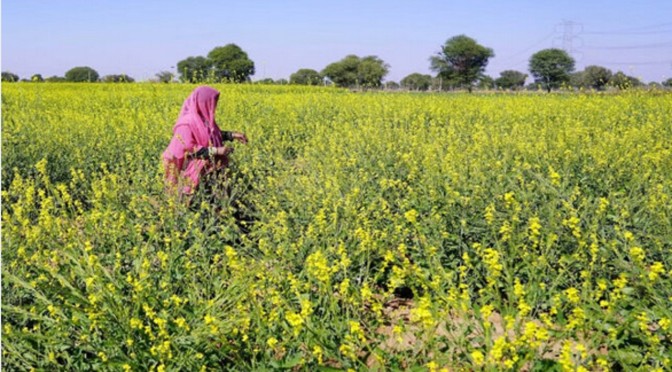 India’s GM Mustard: An Increasingly Bitter Taste